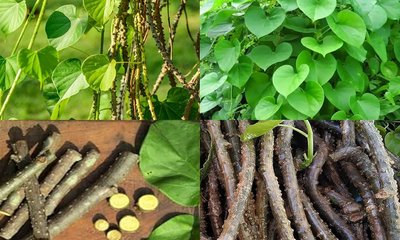 ರಸಾಯನ ದೀರ್ಘಾಯುಷ್ಯಕ್ಕೆ ಭದ್ರ ಬುನಾದಿ