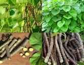 ರಸಾಯನ ದೀರ್ಘಾಯುಷ್ಯಕ್ಕೆ ಭದ್ರ ಬುನಾದಿ