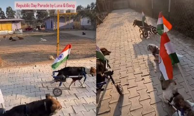 ಶ್ವಾನಗಳಿಂದ ಗಣರಾಜ್ಯೋತ್ಸವ ಮೆರವಣಿಗೆ: ಹೃದಯಸ್ಪರ್ಶಿ ವಿಡಿಯೊ ಇಲ್ಲಿದೆ!