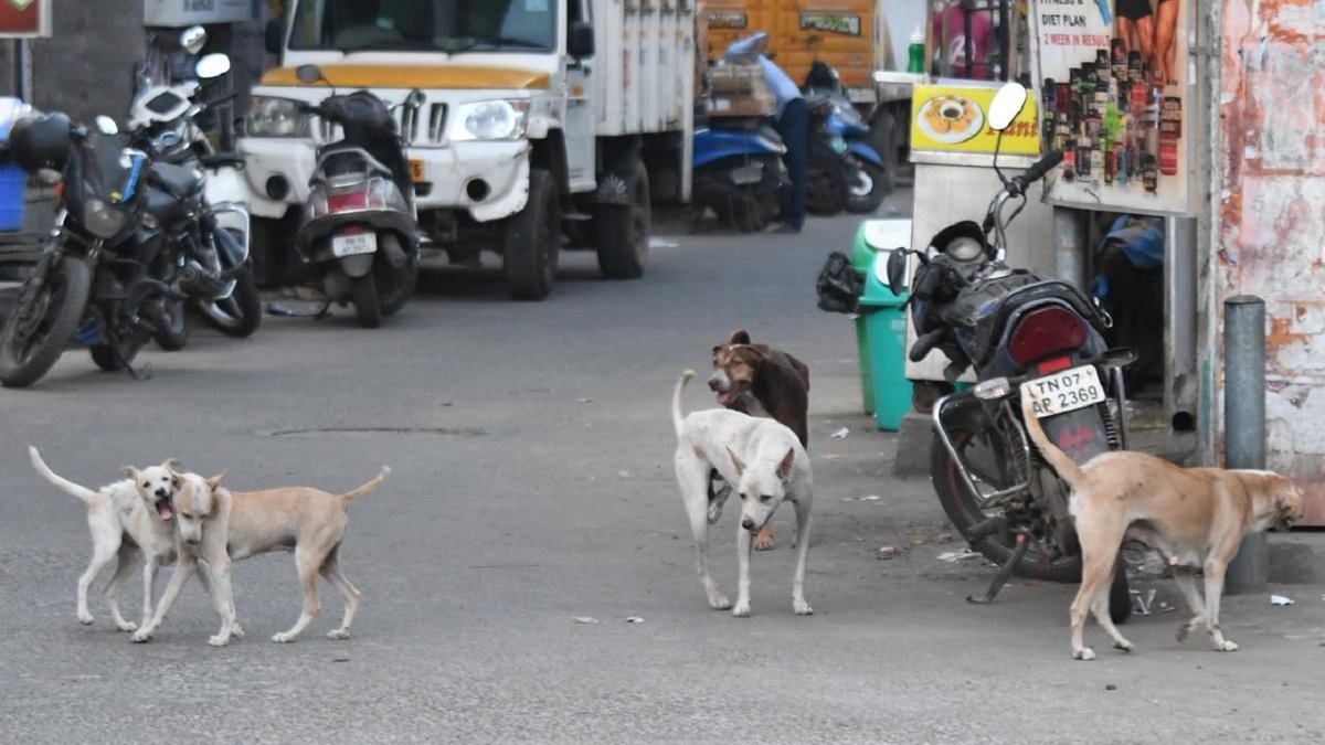 STREET DOGS