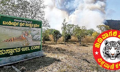 ಸಫಾರಿ ನಿಷೇಧಕ್ಕೆ ಮುನ್ನ ಅಕ್ರಮ ಪ್ರವೇಶ ನಿಯಂತ್ರಿಸಿ !