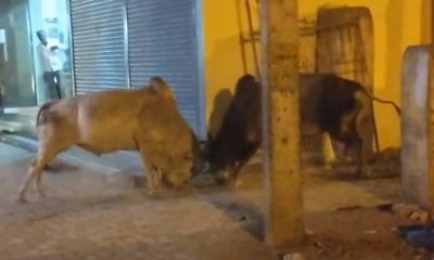 ಸವದತ್ತಿಯಲ್ಲಿ ಹೆಚ್ಚಾದ ಗೂಳಿಗಳ ಹಾವಳಿ; ಕ್ರಮಕ್ಕೆ ಸಾರ್ವಜನಿಕರ ಆಗ್ರಹ