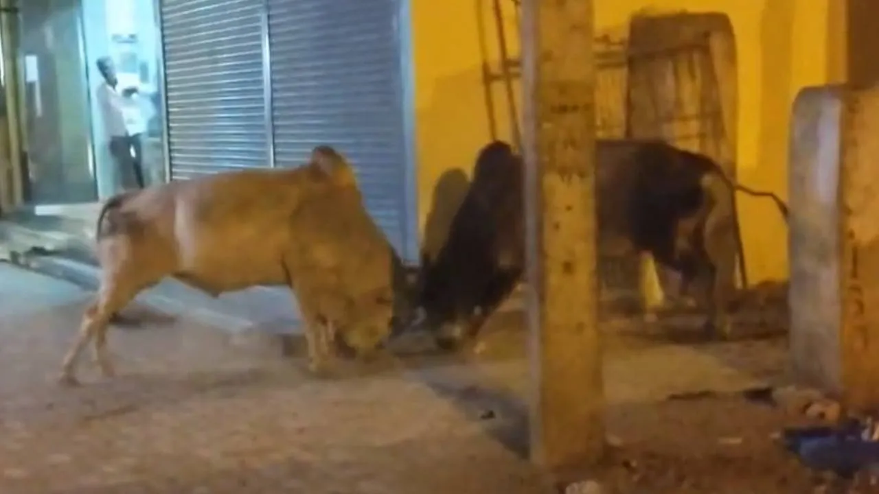 Savadatti News: ಸವದತ್ತಿಯಲ್ಲಿ ಹೆಚ್ಚಾದ ಗೂಳಿಗಳ ಹಾವಳಿ; ಕ್ರಮಕ್ಕೆ ಸಾರ್ವಜನಿಕರ ಆಗ್ರಹ