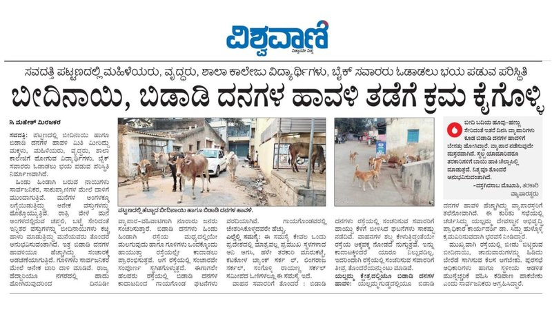 Savadatti stray cattle news