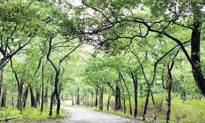 ಶ್ರೀಗಂಧ ಮರಗಳ್ಳತನ ತಡೆಗೆ ತಂತ್ರಜ್ಞಾನಕ್ಕೆ ಮೊರೆ
