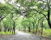 ಶ್ರೀಗಂಧ ಮರಗಳ್ಳತನ ತಡೆಗೆ ತಂತ್ರಜ್ಞಾನಕ್ಕೆ ಮೊರೆ