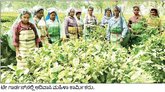 ಚಹಾ ತೋಟದ ಆದಿವಾಸಿಗಳ ಚಿತ್ತ ಕೇಸರಿಯತ್ತ ?