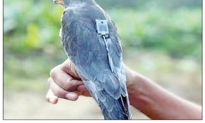 ವಿಶ್ವಯಾನದಲ್ಲಿ ದಾಖಲೆ ಬರೆದ ಪುಟ್ಟ ಹಕ್ಕಿ