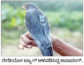 ವಿಶ್ವಯಾನದಲ್ಲಿ ದಾಖಲೆ ಬರೆದ ಪುಟ್ಟ ಹಕ್ಕಿ
