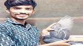 ದಿಲ್ಲಿಯಿಂದ ಮಂಡ್ಯಕ್ಕೆ ಹಾರಿ ಬಂದ ಪಾರಿವಾಳ