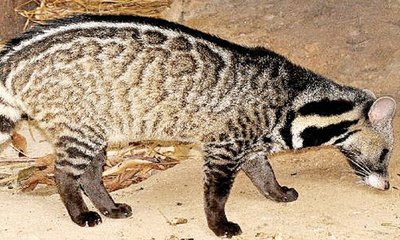 ಅದೃಶ್ಯ-ಅಗೋಚರ: ಸಂಪರ್ಕ ಮಾಧ್ಯಮ, ವಾಸನಾ ದ್ರವ್ಯಗಳು