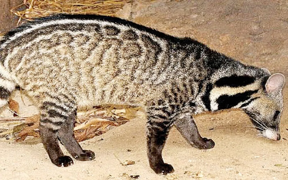 Dr N Someshwara Column: ಅದೃಶ್ಯ-ಅಗೋಚರ: ಸಂಪರ್ಕ ಮಾಧ್ಯಮ, ವಾಸನಾ ದ್ರವ್ಯಗಳು