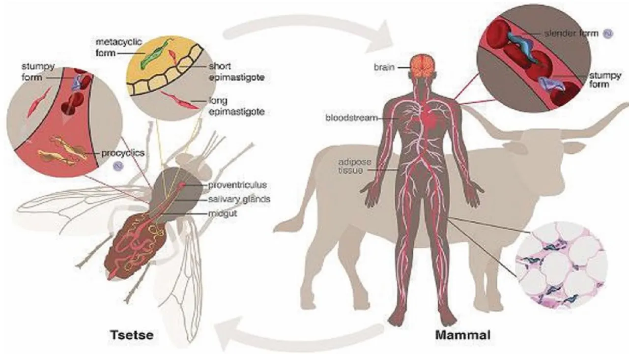 Dr N Someshwara Column: ನಿದ್ರೆಯಿಂದ ಕೋಮಾಕ್ಕೆ, ಕೋಮಾದಿಂದ ಸಾವಿನೆಡೆಗೆ