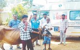 ಜಾನುವಾರುಗಳಿಗೆ ಸಂಚಾರಿ ಸಂಜೀವಿನಿ
