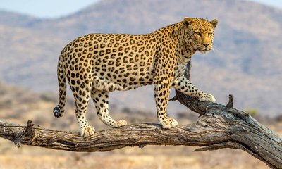 ಹುಷಾರಿಲ್ಲ ಚಿರತೆಗೆ ಎಂಆರ್‌ಐ ಸ್ಕ್ಯಾನಿಂಗ್‌