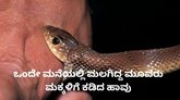 ಒಂದೇ ಮನೆಯ ಮೂವರು ಮಕ್ಕಳಿಗೆ ಕಡಿದ ವಿಷಪೂರಿತ ಹಾವು