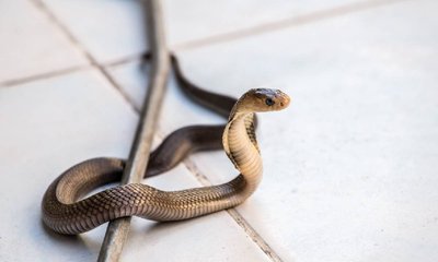 ಹಾಸ್ಟೆಲ್‍ ಕಾರಿಡಾರ್‌ನಲ್ಲಿ ಕಾಣಿಸಿಕೊಂಡ ಹಾವು