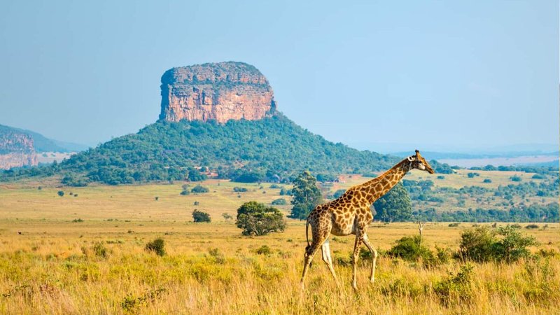 South Africa tour