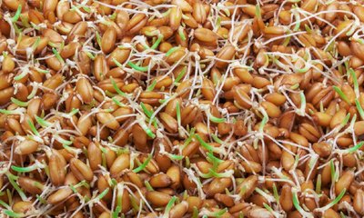 ಮೊಳಕೆ ಕಾಳುಗಳ ಆರೋಗ್ಯ ಲಾಭದ ಬಗ್ಗೆ ತಿಳಿದಿದೆಯೇ?
