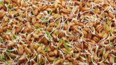 ಮೊಳಕೆ ಕಾಳುಗಳ ಆರೋಗ್ಯ ಲಾಭದ ಬಗ್ಗೆ ತಿಳಿದಿದೆಯೇ?