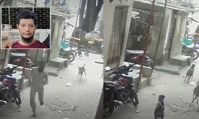 ಬೀದಿನಾಯಿಗಳಿಂದ ತಪ್ಪಿಸ್ಕೊಂಡು ಓಡುವಾಗ ನಡೀತು ಘೋರ ದುರಂತ!