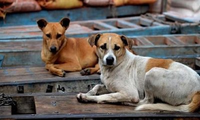 ಚುನಾವಣಾ ಭರವಸೆ ಈಡೇರಿಸಲು ಒಂದೇ ವಾರದಲ್ಲಿ 500 ನಾಯಿಗಳ ಹತ್ಯೆ!