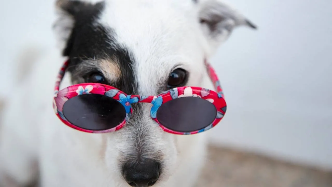 Summer Accessories 2026: ಬೇಸಗೆಯಲ್ಲಿ ಶ್ವಾನಗಳನ್ನು ಕೂಲಾಗಿರಿಸುವ ಆಕ್ಸೆಸರೀಸ್ - Image 3