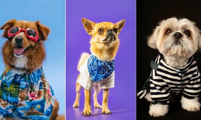 ಸಮ್ಮರ್‌ನಲ್ಲಿ ಶ್ವಾನಗಳನ್ನು ಕೂಲಾಗಿರಿಸುವ ಆಕ್ಸೆಸರೀಸ್