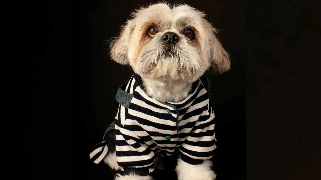 Summer Accessories 2026: ಬೇಸಗೆಯಲ್ಲಿ ಶ್ವಾನಗಳನ್ನು ಕೂಲಾಗಿರಿಸುವ ಆಕ್ಸೆಸರೀಸ್ - Image 4