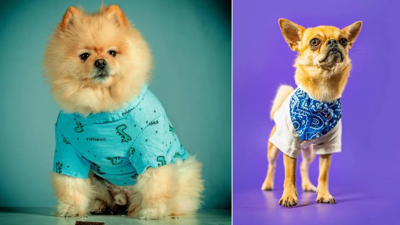 Summer Accessories 2026: ಬೇಸಗೆಯಲ್ಲಿ ಶ್ವಾನಗಳನ್ನು ಕೂಲಾಗಿರಿಸುವ ಆಕ್ಸೆಸರೀಸ್ - Image 5