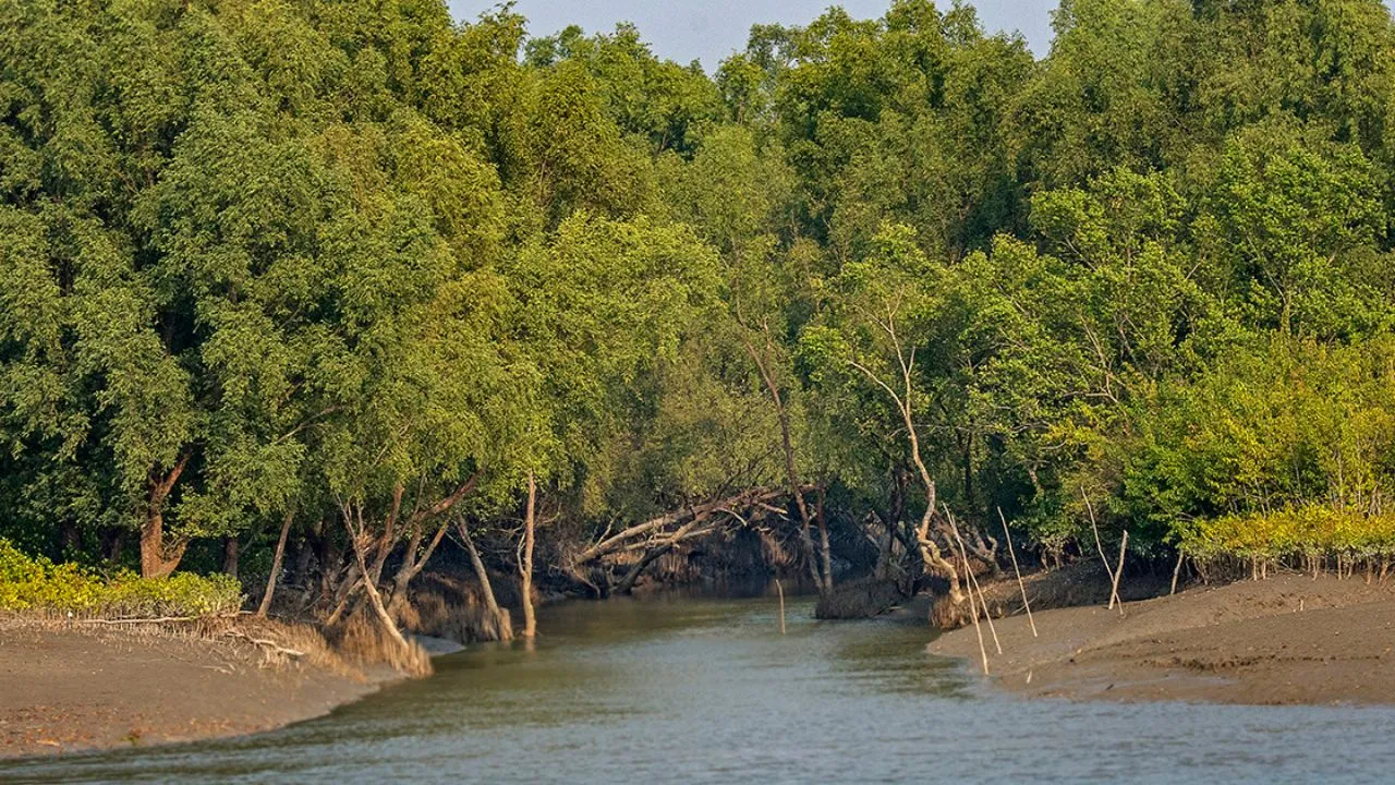 International Day of Forests 2026: ದೇಶದ ದೊಡ್ಡ ಅರಣ್ಯಗಳಿವು; ಜೀವನದಲ್ಲಿ ಒಮ್ಮೆಯಾದರೂ ಭೇಟಿ ನೀಡಿ - Image 1