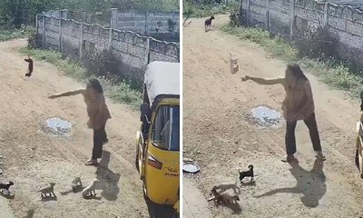 ನಾಯಿ ಮರಿಗಳನ್ನು ಅಮಾನುಷವಾಗಿ ಕೊಂದ ಮಹಿಳೆ: ಭುಗಿಲೆದ್ದ ಆಕ್ರೋಶ