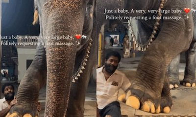 ಮಸಾಜ್‌ ಮಾಡುವಂತೆ ಮಾವುತನಿಗೆ ದಂಬಾಲು ಬಿದ್ದ ಆನೆ ಮರಿ