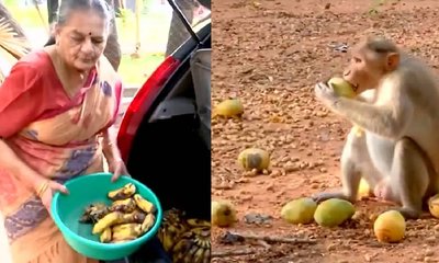 ಕೋತಿಗಳಿಗೆ ಆಹಾರ ನೀಡುವ ತಮಿಳುನಾಡಿನ ನಿವೃತ್ತ ಅಧಿಕಾರಿ