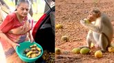 ಕೋತಿಗಳಿಗೆ ಆಹಾರ ನೀಡುವ ತಮಿಳುನಾಡಿನ ನಿವೃತ್ತ ಅಧಿಕಾರಿ