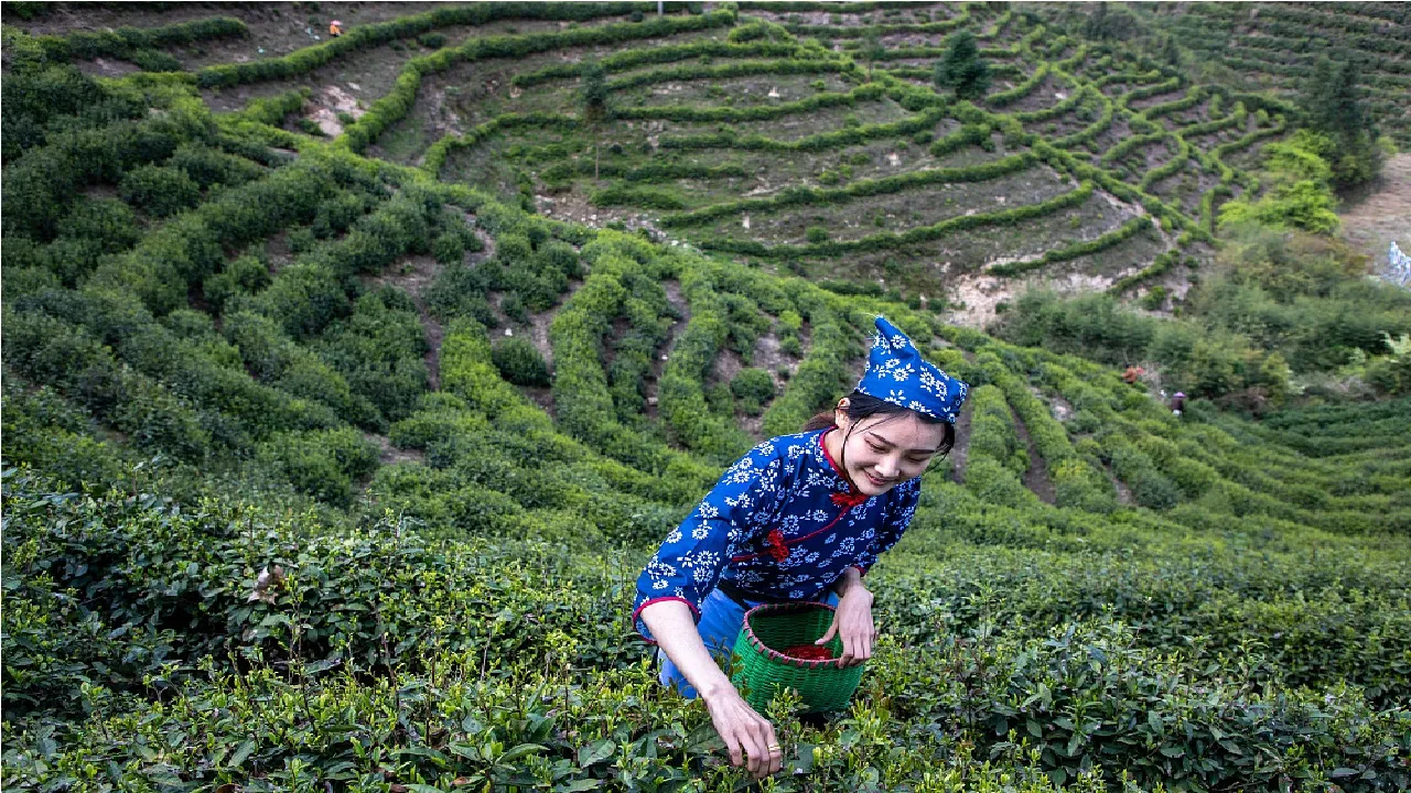 International Tea Day 2025: ಇಂದು ಅಂತಾರಾಷ್ಟ್ರೀಯ ಚಹಾ ದಿನ; ಏನಿದರ ವೈಶಿಷ್ಟ್ಯ? - Image 6