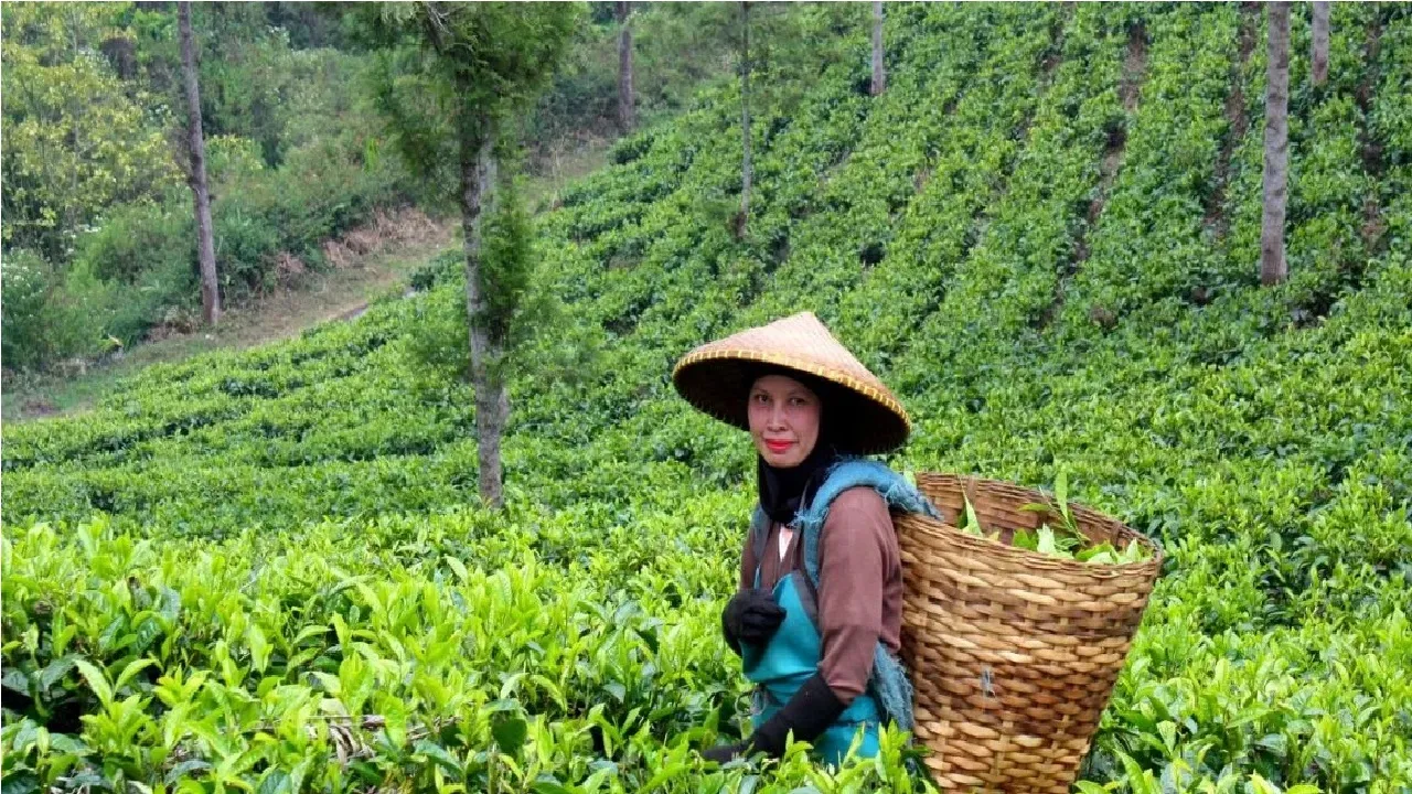 International Tea Day 2025: ಇಂದು ಅಂತಾರಾಷ್ಟ್ರೀಯ ಚಹಾ ದಿನ; ಏನಿದರ ವೈಶಿಷ್ಟ್ಯ? - Image 1