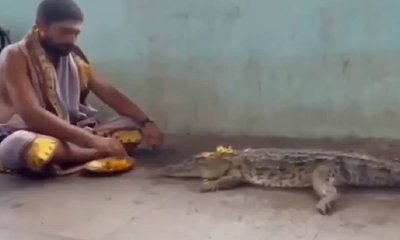 ಜೀವಂತ ಮೊಸಳೆಗೆ ಪೂಜೆ ಸಲ್ಲಿಸಿದ ಅರ್ಚಕ: ವಿಡಿಯೊ ವೈರಲ್