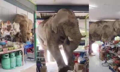 ಅಂಗಡಿಗೆ ನುಗ್ಗಿ ತಿಂಡಿ ಎಗರಿಸಿದ ಆನೆ: ವಿಡಿಯೊ ವೈರಲ್