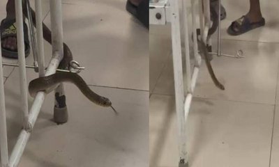 ಆಸ್ಪತ್ರೆಗೆ ಎಂಟ್ರಿ ಕೊಟ್ಟ ದೈತ್ಯ ಸರ್ಪ- ಈ ಶಾಕಿಂಗ್‌ ವಿಡಿಯೊ ನೋಡಿ