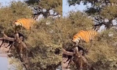 ಮರದ ಮೇಲೆ ಹಾಯಾಗಿ ಕುಳಿತ ಹುಲಿ: ಅಚ್ಚರಿಯ ವಿಡಿಯೊ ಇಲ್ಲಿದೆ