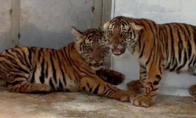 ಸೆರೆ ಸಿಕ್ಕಿದ ನಾಲ್ಕು ಹುಲಿ ಮರಿಗಳ ನಿಗೂಢ ಸಾವು, ತನಿಖೆ