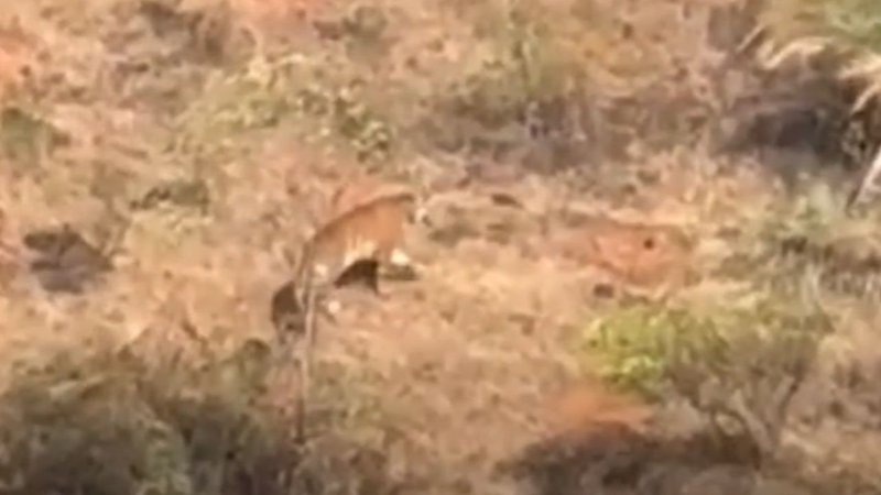 Tiger spotted in Chikkamagaluru