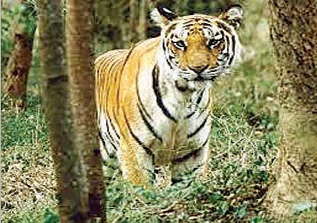 Tiger