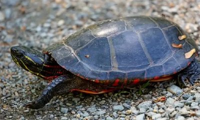 Vishweshwar Bhat Column: ಇದು ಅತಿ ಸಣ್ಣ ಆಮೆಗೂ ಪ್ರಸಿದ್ದ