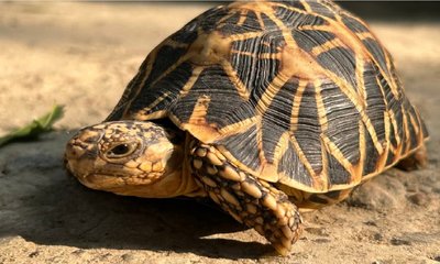 Shashidhara Halady Column: ವಾಂಟರ್ಕ ಎಂಬ ಜೀವಿ ಗೊತ್ತೇ ನಿಮಗೆ !