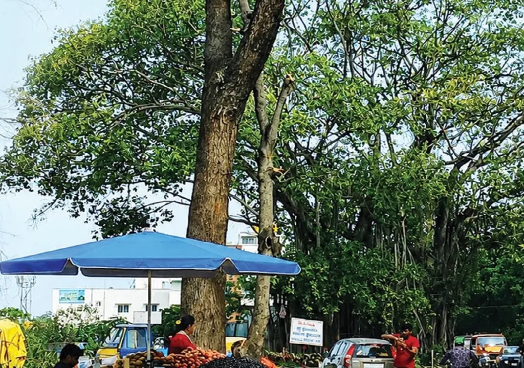 Tree 2