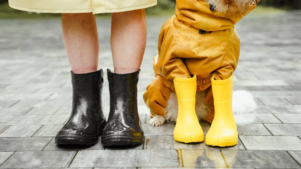 Monsoon Fashion 2026: ಮಳೆಗಾಲದಲ್ಲಿ ಶ್ವಾನಗಳಿಗೂ ಬಂತು ಟ್ರೆಂಡಿ ಫ್ಯಾಷನ್‌ವೇರ್ಸ್ - Image 4