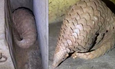ತುಮಕೂರಿನ ಲಕ್ಕೇನಹಳ್ಳಿಯಲ್ಲಿ ಅಪರೂಪದ 'ಚಿಪ್ಪು ಹಂದಿ' ರಕ್ಷಣೆ