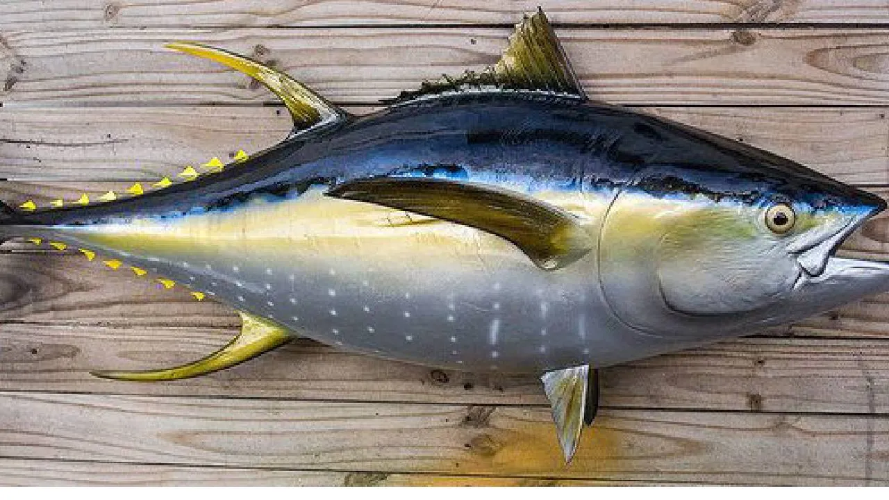 Tuna Fish: ಹೇರ್‌ ಫಾಲ್‌ ಹೆಚ್ಚಾಗ್ತಿದ್ಯಾ? ದೃಷ್ಟಿ ದೋಷ ಇದ್ಯಾ? ಮೂಳೆ ಸವೆಯುತ್ತಿದೆಯೇ? ಹಾಗಿದ್ರೆ ಈ ಮೀನು ತಿನ್ನಿ - Image 2